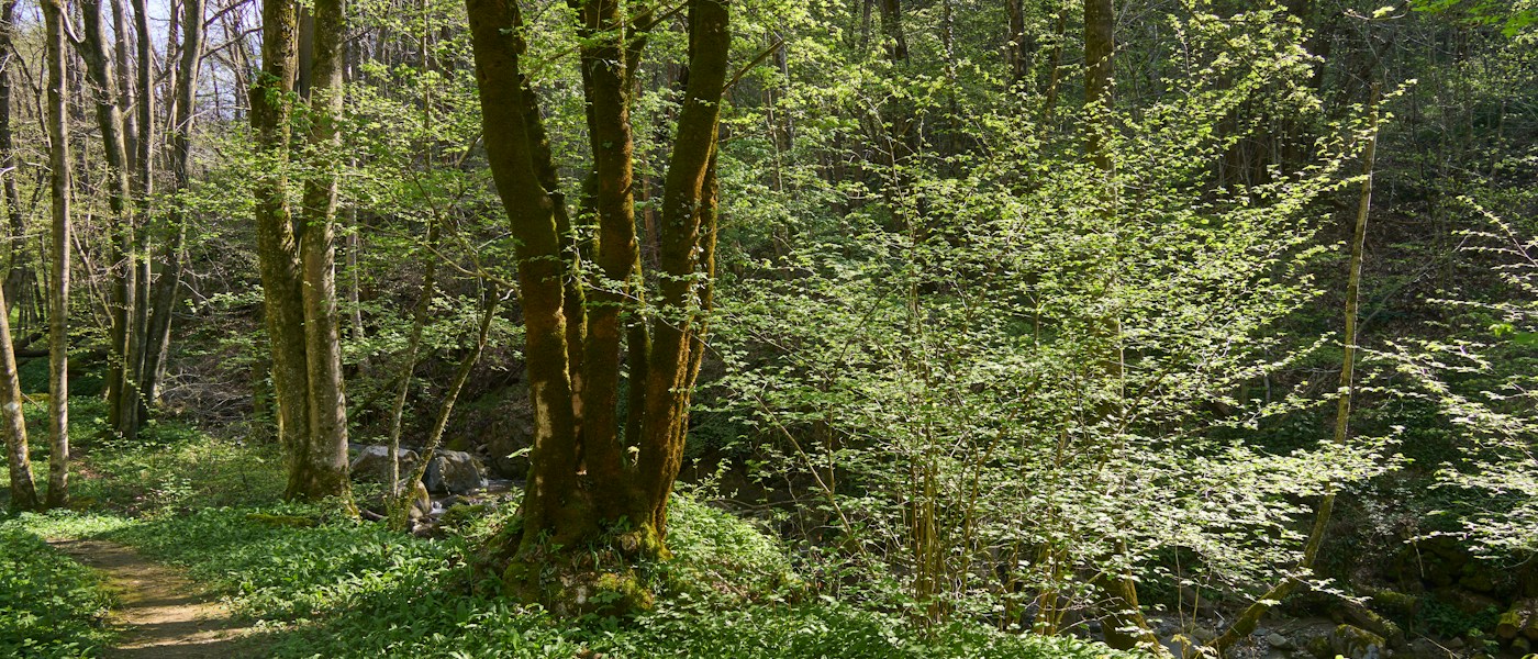 Luz do sol entre folhas verdes em um caminho de bosque